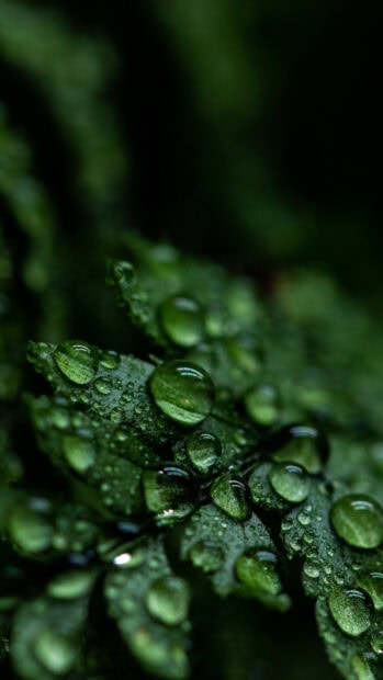 Close up of plant leaves with water drops showing vibrant green nature