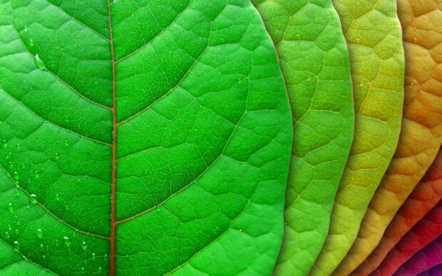Close up of green leaf texture showing veins and natural patterns