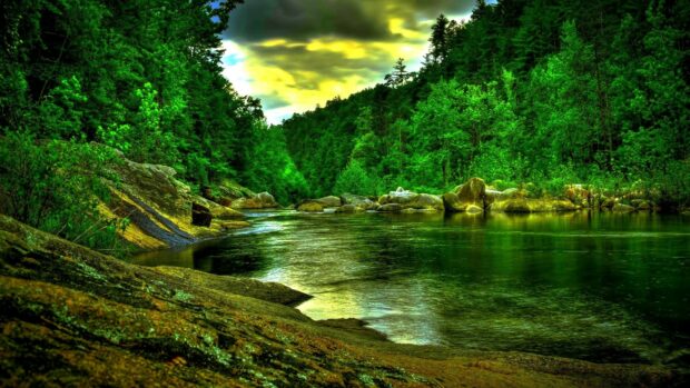 Lush green forest with a clear river flowing through rocky landscape and vibrant foliage