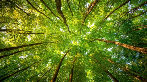 Tall green trees with abundant leaves in a lush forest canopy viewed from below