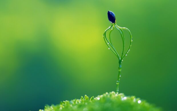 Young seedling sprout in green environment symbolizing go green concept