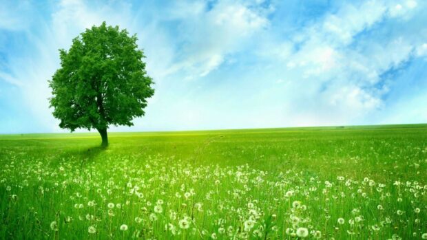 A green tree standing alone in a lush green field under a blue sky with white clouds