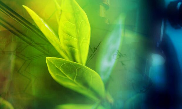 Go Green Wallpaper HD Desktop Fresh green leaves showing natural growth and vibrant green color