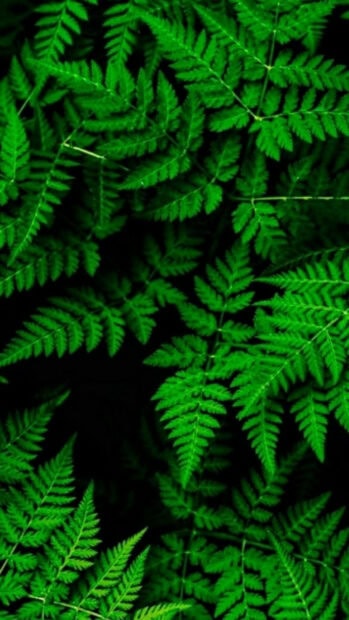 Bright green fern leaves covering the forest floor in rich green foliage
