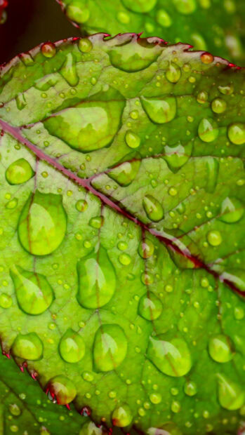 Close up of green leaf with water droplets showcasing fresh nature