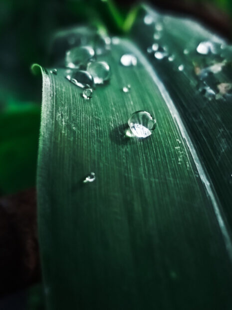Close up of leaf showing water droplets on detailed green texture with natural plant elements