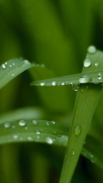 Fresh green leaves with water droplets in a natural go green scene
