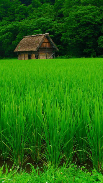 A traditional wooden house surrounded by green rice fields and lush trees in a rural setting