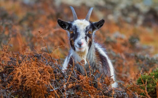 A close up of a goat with white and brown fur in autumn vegetation