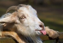A goat sticking its tongue out while resting its head on a metal railing