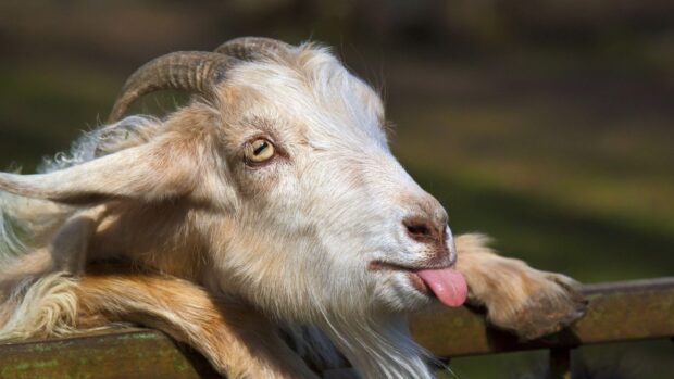 A goat sticking its tongue out while resting its head on a metal railing