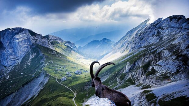 A mountain goat overlooking a vast green valley surrounded by rocky peaks