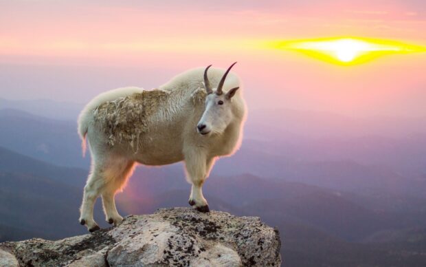 A mountain goat standing on a rocky peak with a colorful sunset in the background