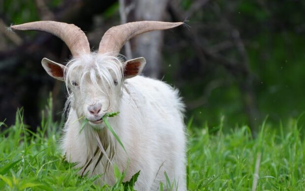 A white goat with long curved horns eating grass in a green field