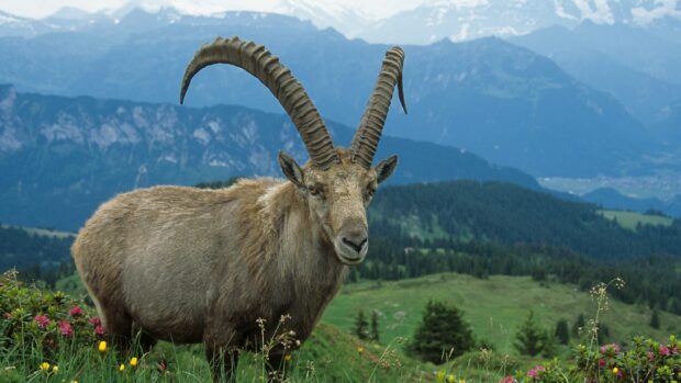 A wild goat with large curved horns standing in a green mountain meadow surrounded by colorful flowers