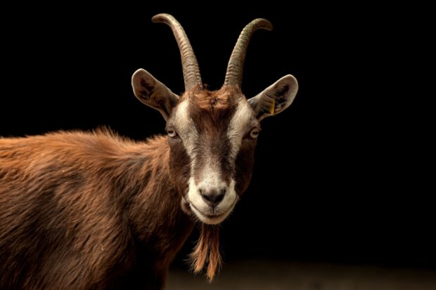 A brown goat with curved horns and a beard looking directly at the camera against a black background