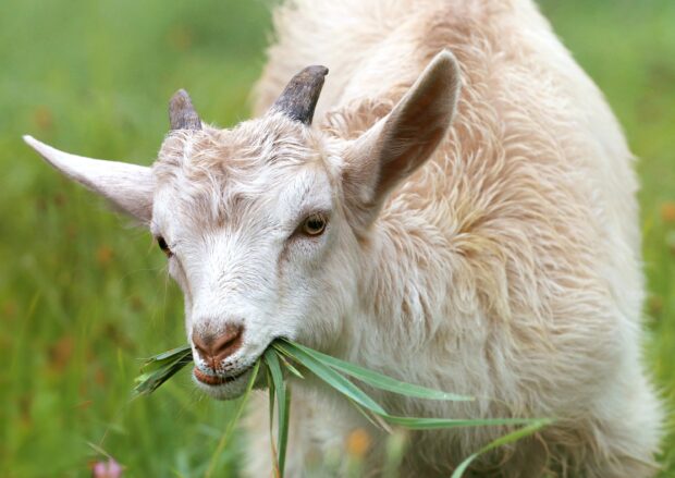 A young goat eating green grass in a natural field setting
