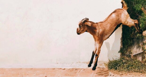 A young goat jumping from grass to a sandy ground in natural sunlight