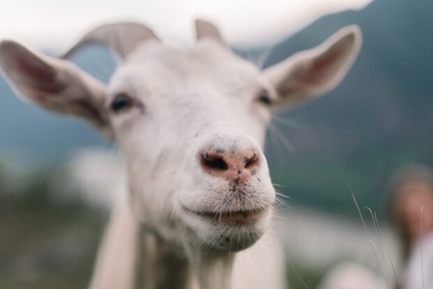 Close up of a goat face with soft fur and blurred mountain background