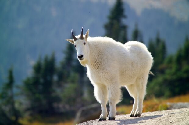 Mountain goat standing on rocky ground in natural environment with evergreen trees