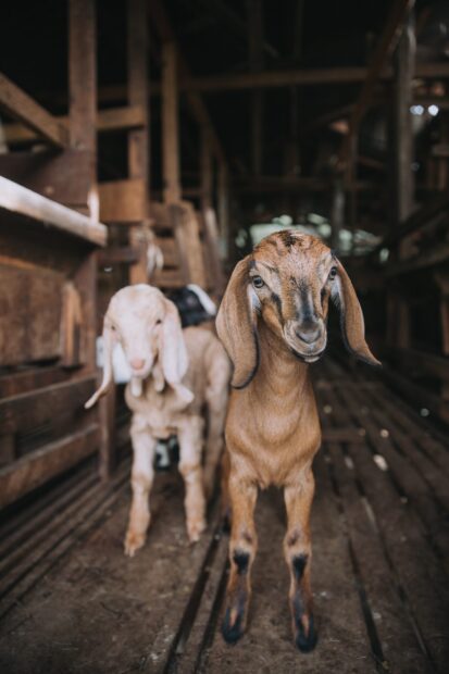 A young brown goat standing inside a wooden barn with another light colored goat in the background