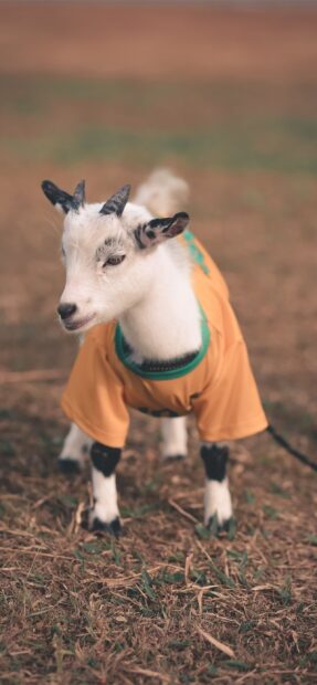 A young goat wearing a yellow shirt standing on dry grass in a natural setting