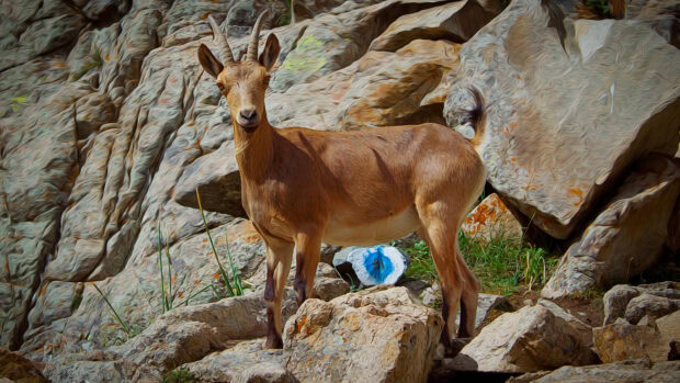 A brown goat standing on rocky terrain surrounded by large stones and greenery