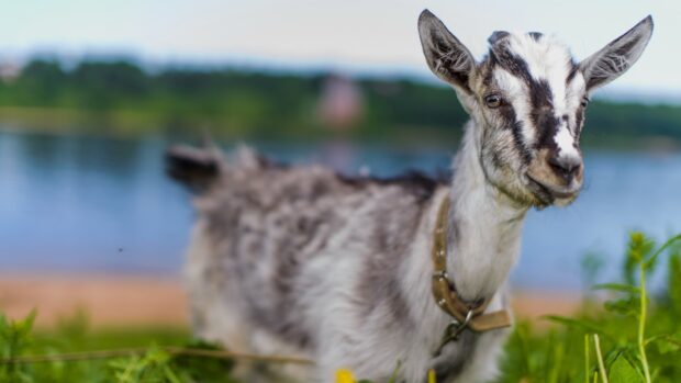 Young goat standing near water with green grass in the background