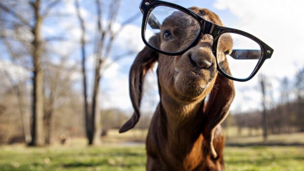 A curious goat wearing large black glasses in a natural outdoor setting