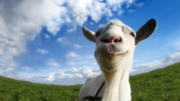 A white goat standing on a green field under a partly cloudy blue sky with a close up view
