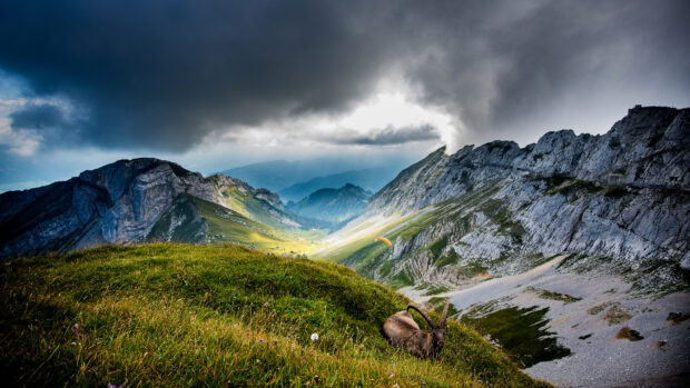 A wild goat resting on a grassy hill with mountain peaks in the background under cloudy skies