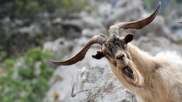A wild goat with large curved horns standing on rocky terrain looking curiously at the camera