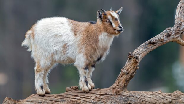 A brown and white goat standing on a large wooden branch in a natural outdoor setting