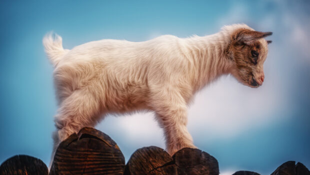 A young goat standing on wooden logs with a blue sky background