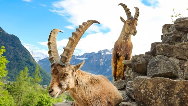 Two goats with large horns resting on rocks in a mountain landscape
