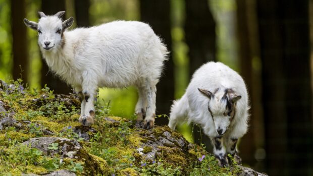 Two young goats standing on mossy rocks in the forest with a blurred background
