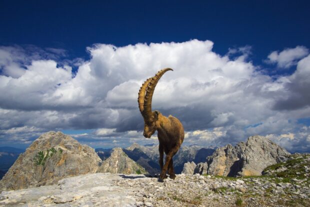 A wild goat walking on rocky mountain terrain under a cloudy blue sky