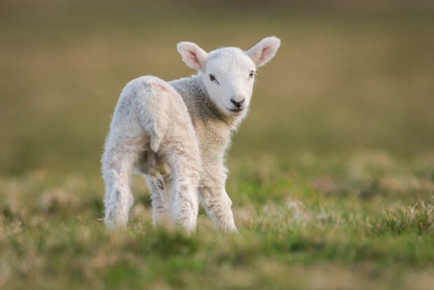 A young goat standing on grass in a natural outdoor setting looking towards the camera