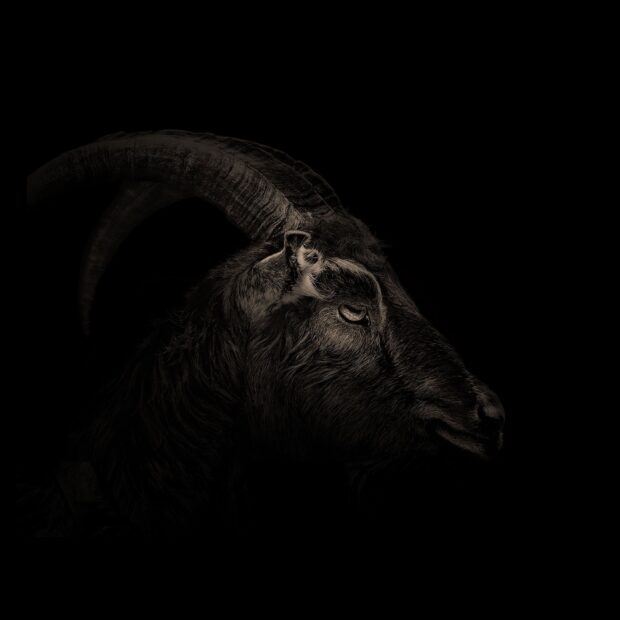Close up of a goat with curved horns in dark lighting