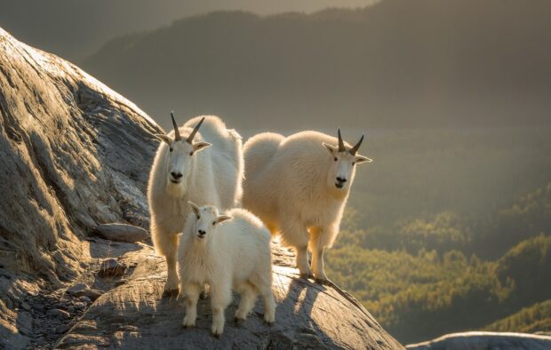 Three mountain goats standing on rocky terrain at sunset with a forest in the background