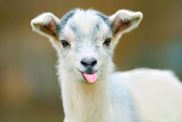 A close up of a goat sticking its tongue out in sharp focus