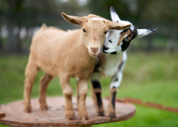A brown goat standing next to a spotted goat on a wooden platform in a grassy area