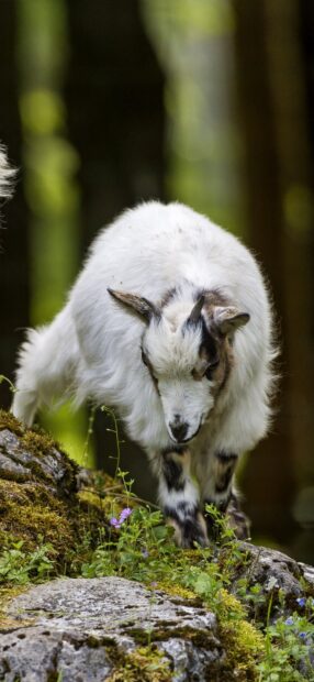 A young goat walking carefully on mossy rocks in a forest setting