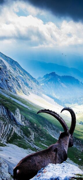 A mountain goat with large curved horns overlooking a scenic mountainous landscape with blue skies and clouds