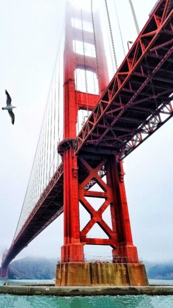 The iconic Golden Gate Bridge tower with fog and a flying seagull over water