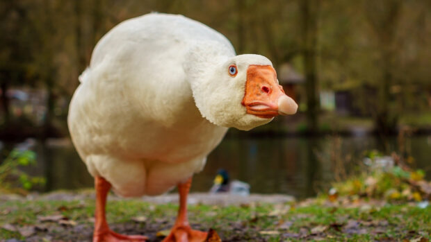 A curious goose with an orange beak and bright blue eyes standing near a pond in natural surroundings