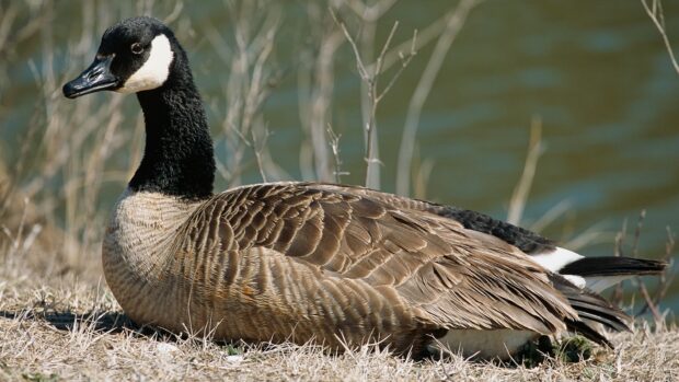 A goose resting on dry grass near water with detailed feathers and natural surroundings