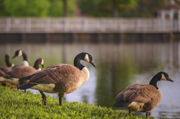 A group of geese standing on green grass near the water edge at a peaceful lake