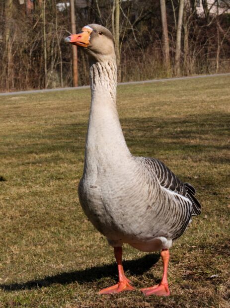 A close up of a goose standing on grass in a natural outdoor setting