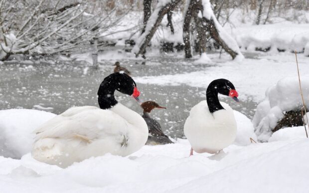 Two black necked geese resting on snowy ground during a winter snowfall